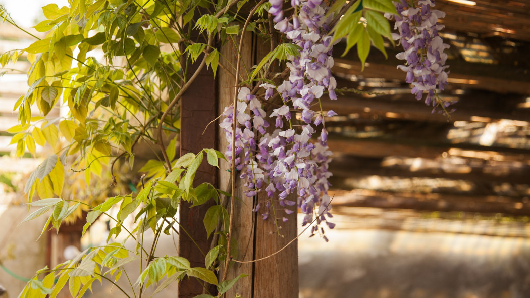 wisteria fot. Angelo Esslinger - Pixabay 