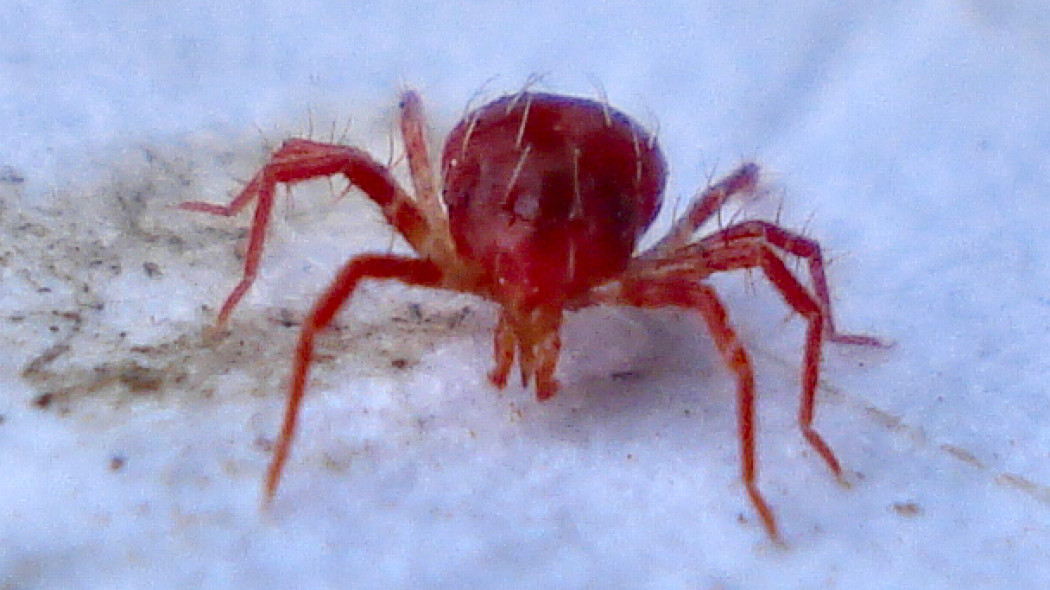 Dobroczynek szklarniowy Phytoseiulus persimilis