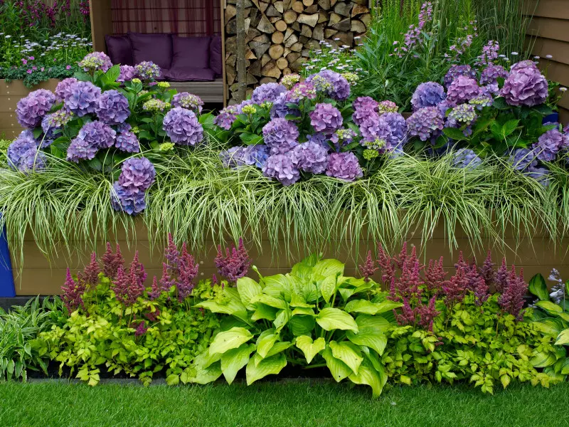 Co posadzić obok hortensji fot. Garden Guru Fotolia