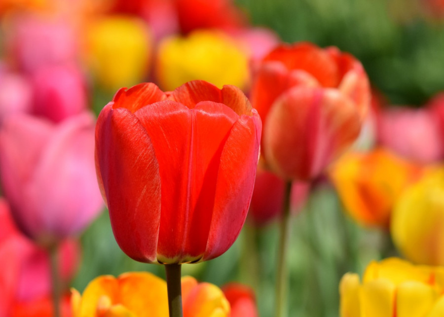 tulipany fot. Capri23auto - Pixabay