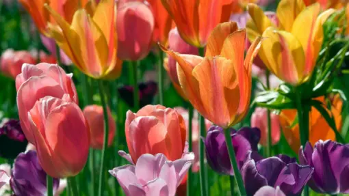 Tulipan