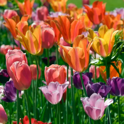 Tulipan