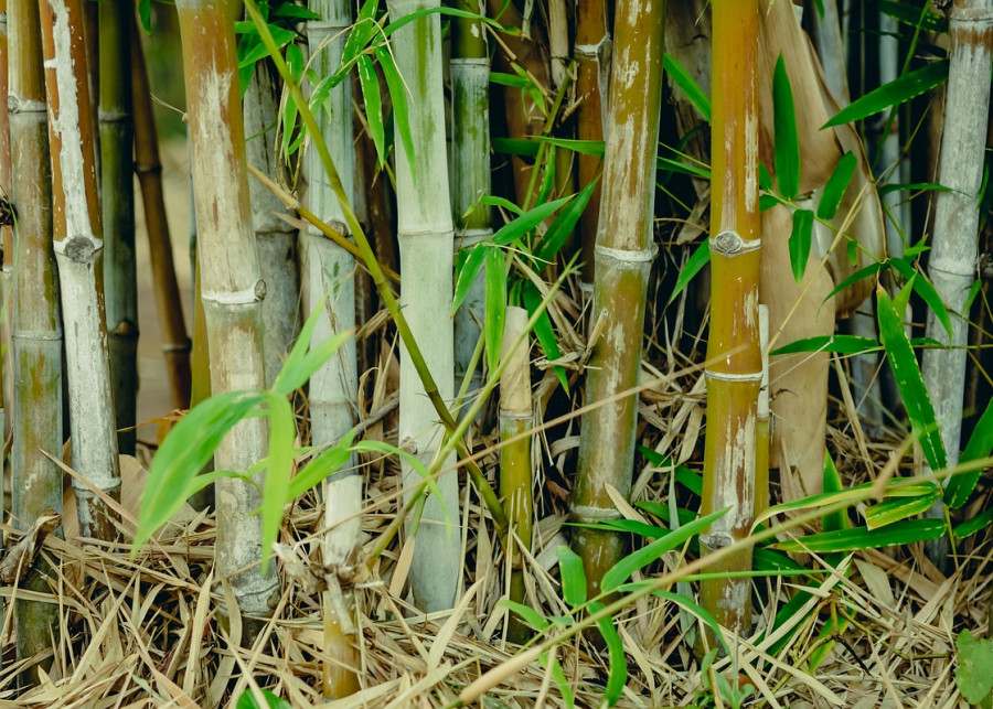 rozrośnięty bambus fot. toodlingstudio - Pixabay