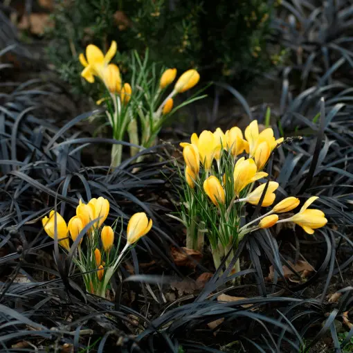 Krokus złocisty