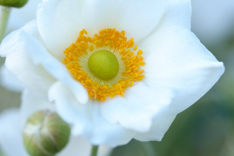 Anemone hybrida 'Honorine Jobert' fot. iverde