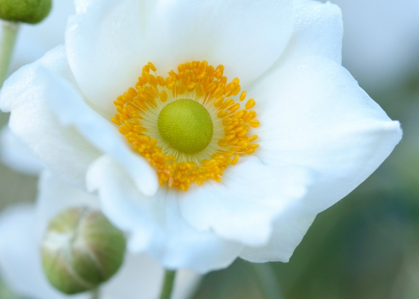 Anemone hybrida 'Honorine Jobert' fot. iverde Anemone hybrida 'Honorine Jobert' fot. iverde