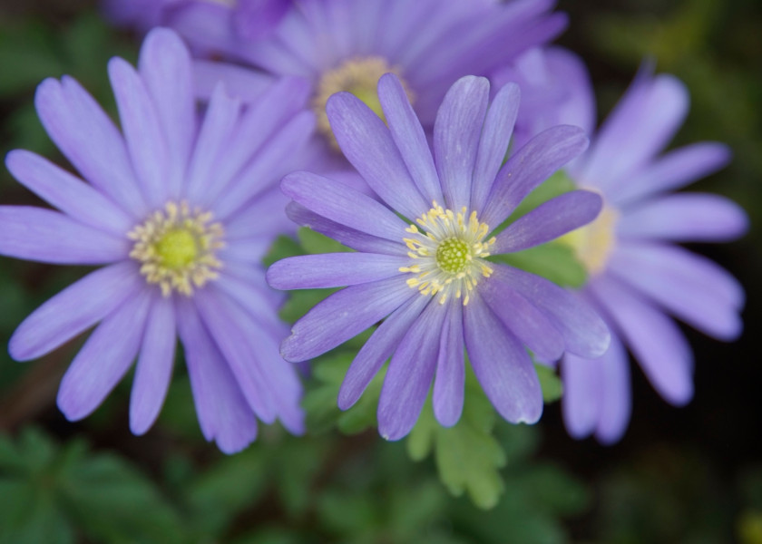 Anemone blanda 'Blue Shades' fot. iverde Anemone blanda 'Blue Shades' fot. iverde