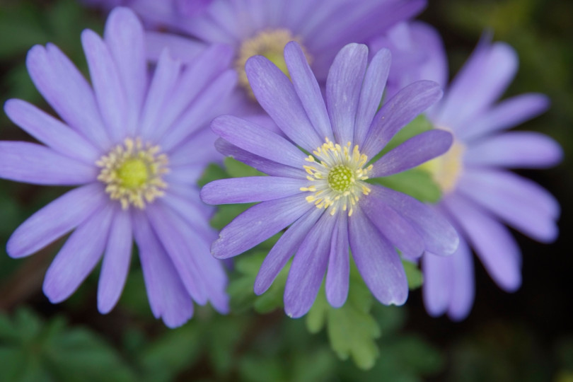 Anemone blanda 'Blue Shades' fot. iverde