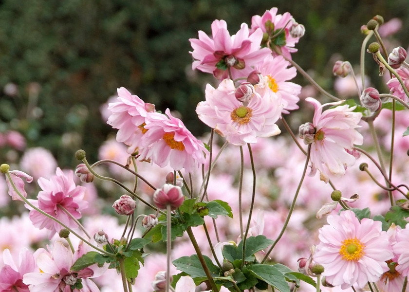 Anemone hybrida 'Konigin Charlotte' fot iverde Anemone hybrida 'Konigin Charlotte' fot iverde