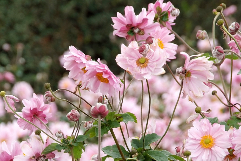 Anemone hybrida 'Konigin Charlotte' fot iverde