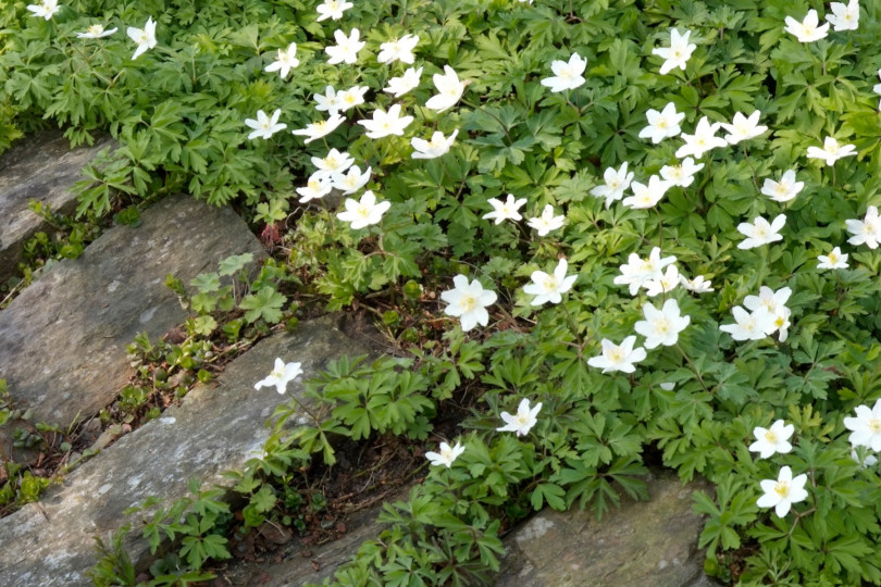 Anemone sylvestris fot iverde