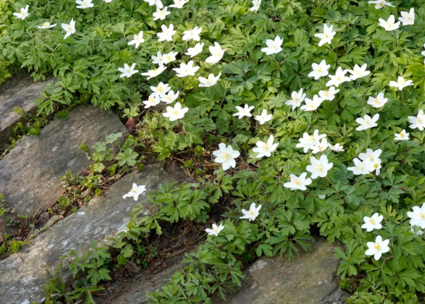 Anemone sylvestris fot iverde Anemone sylvestris fot iverde
