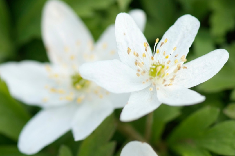 Anemone sylvestris pojedyńczy kwiat fot. iverde