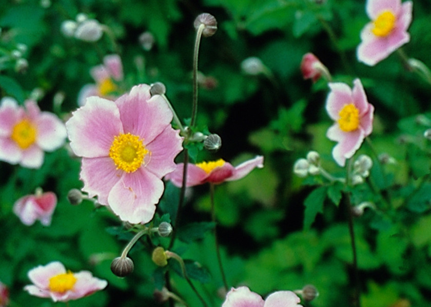 Anemone tomentosa 'Robustissima' fot. iverde Anemone tomentosa 'Robustissima' fot. iverde