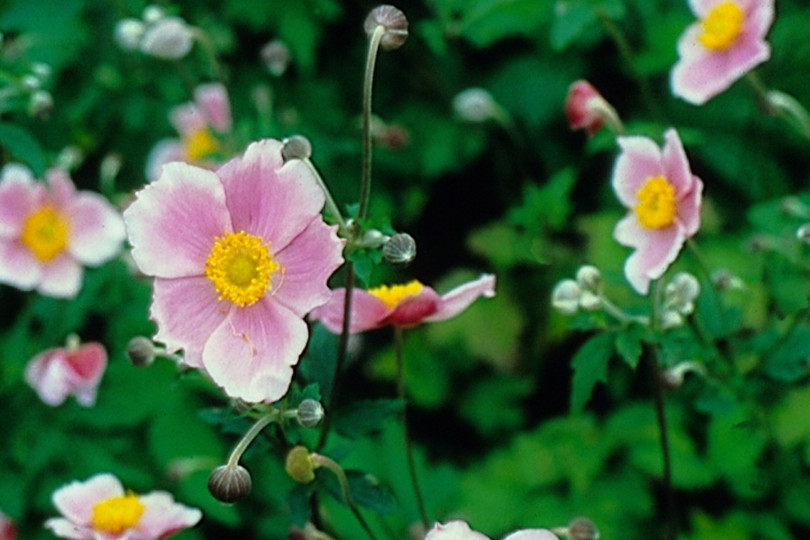 Anemone tomentosa 'Robustissima' fot. iverde