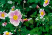 Anemone tomentosa 'Robustissima' fot. iverde