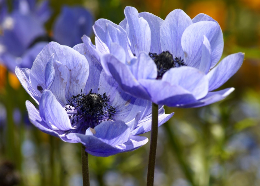 Anemone coronaria fot. Marzena P. z Pixabay Anemone coronaria fot. Marzena P. z Pixabay