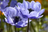 Anemone coronaria fot. Marzena P. z Pixabay