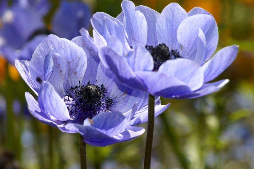 Anemone coronaria fot. Marzena P. z Pixabay