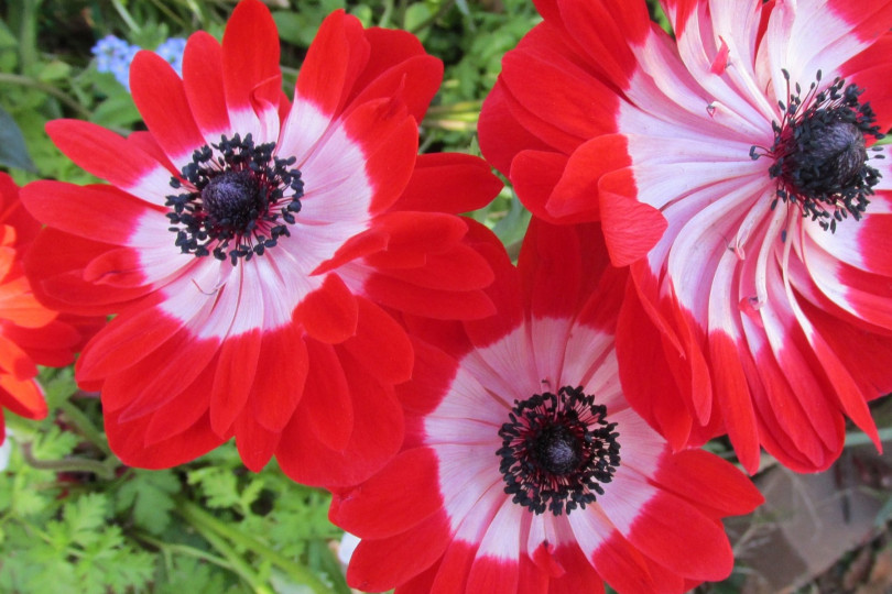 Anemone coronaria 'Governor' fot. Beverly Buckley z Pixabay