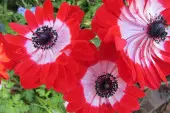 Anemone coronaria 'Governor' fot. Beverly Buckley z Pixabay