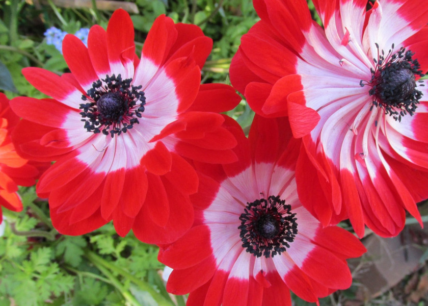 Anemone coronaria 'Governor' fot. Beverly Buckley z Pixabay Anemone coronaria 'Governor' fot. Beverly Buckley z Pixabay