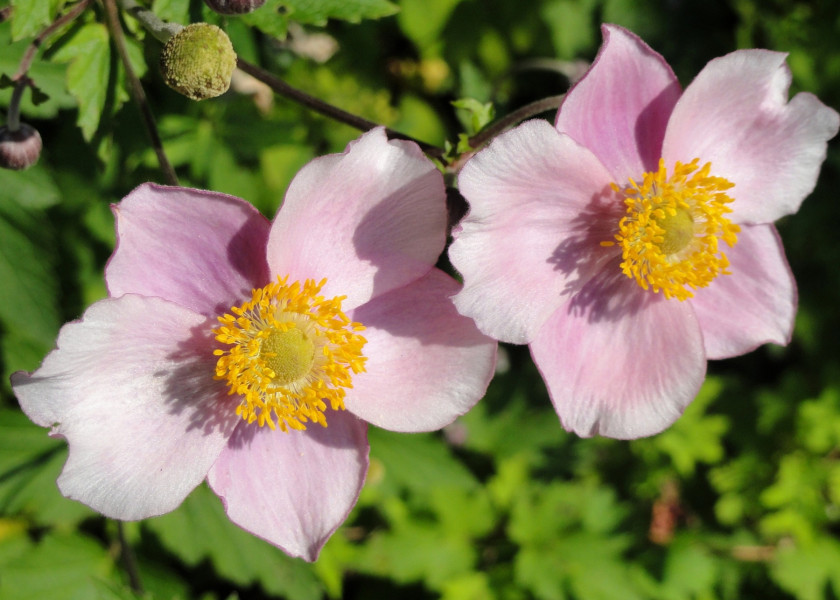 Anemone hupehensis fot. WikimediaImages z Pixabay Anemone hupehensis fot. WikimediaImages z Pixabay
