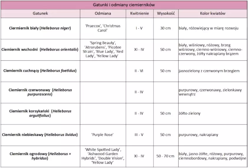 Tabela z gatunkami ciemierników – odmiany, termin kwitnienia, cechy charakterystyczne
