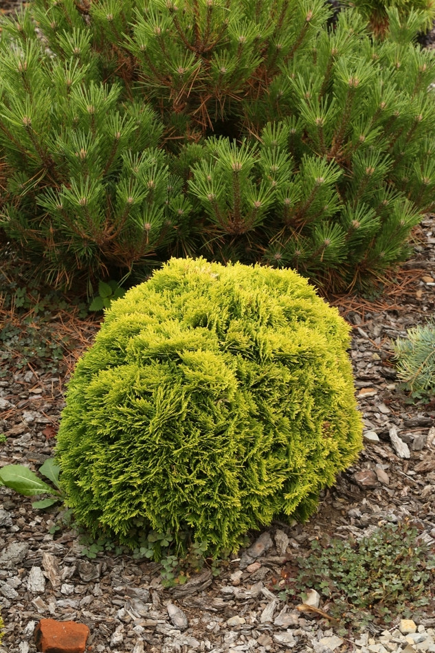 Thuja occidentalis Mirjam fot. G FALKOWSKI