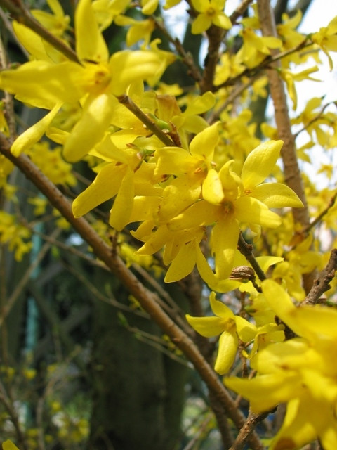 Forsythia Maluch fot. Ewa Owsianik-Łuczak APZ