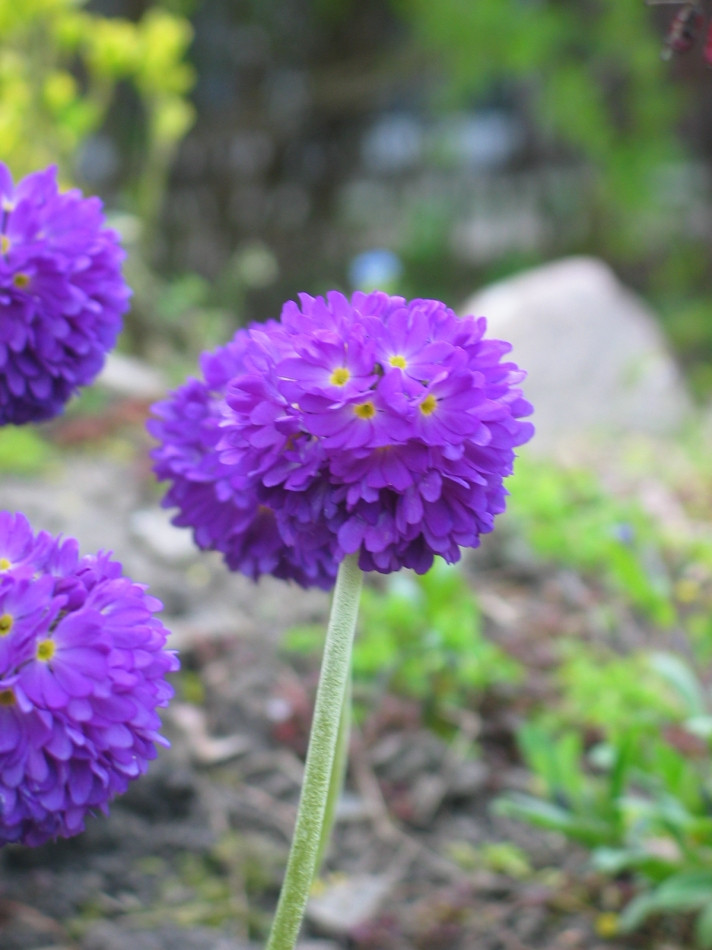 Primula denticulata fot. Ewa Owsianik-Łuczak APZ