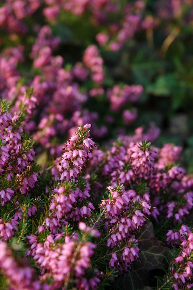 Erica carnea Myretoun Ruby