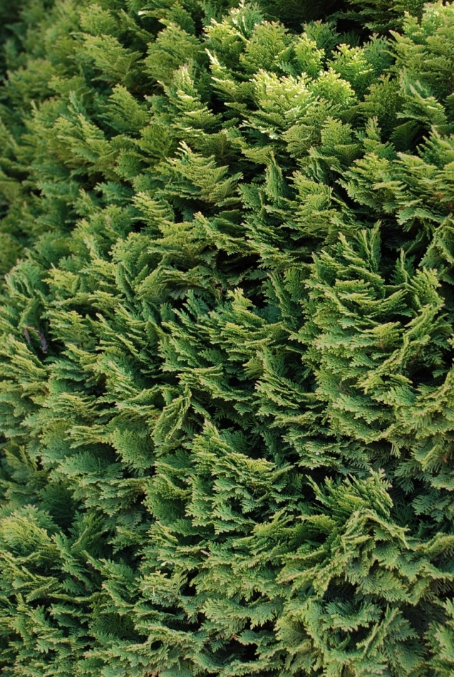 Chamaecyparis lawsoniana Minima Glauca fot. Ewa Owsianik-Łuczak APZ