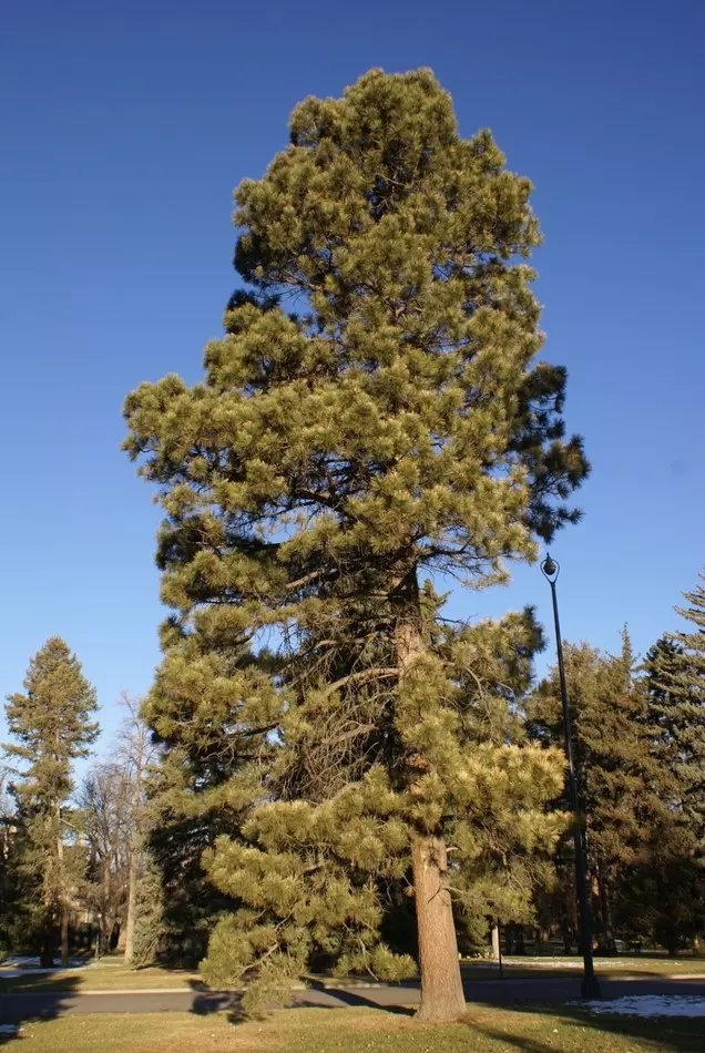 Pinus ponderosa fot. G.Falkowski-ZSzP