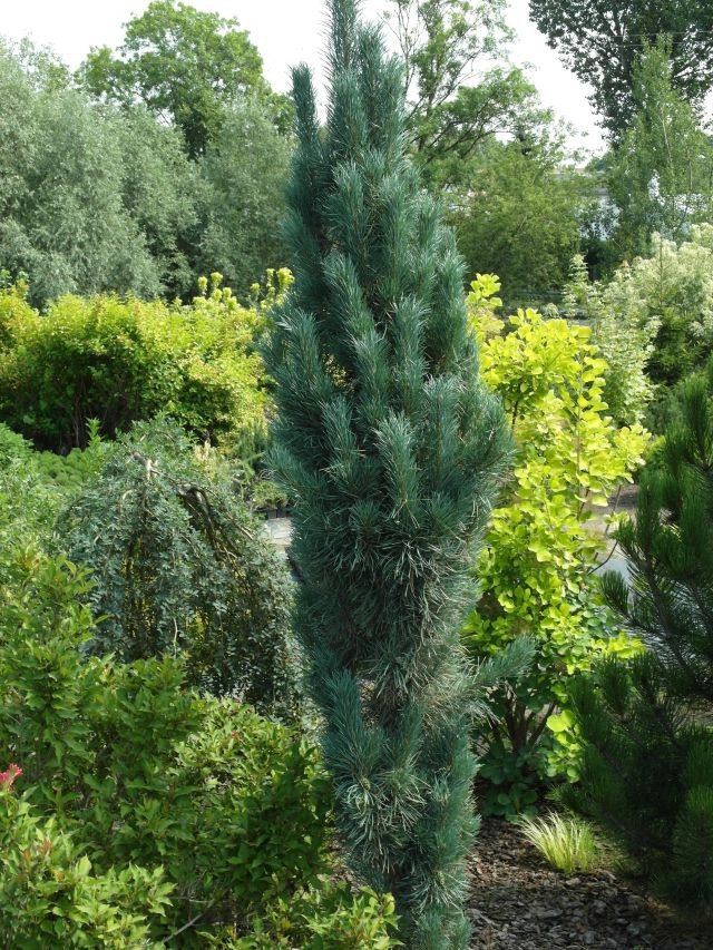 Pinus sylvestris Fastigiata fot. FALKOWSKI