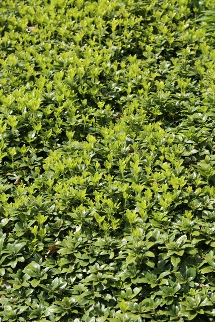 Pachysandra terminalis Green Carpet