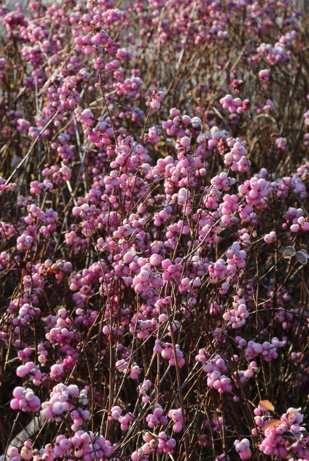 Śnieguliczka Magic Berry fot. Grzegorz_Falkowski_ZSzP