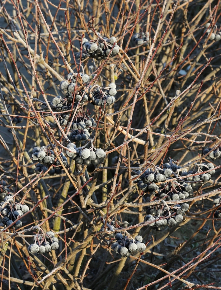 Aronia Hugin fot. Grzegorz Falkowski