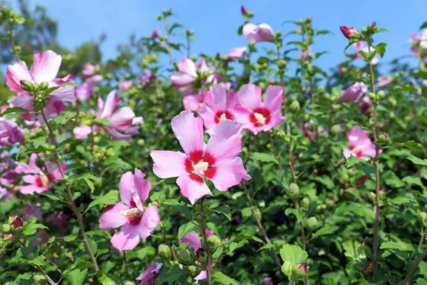 rozowy hibiskus ogrodowy fot. pisotckii - Fotolia