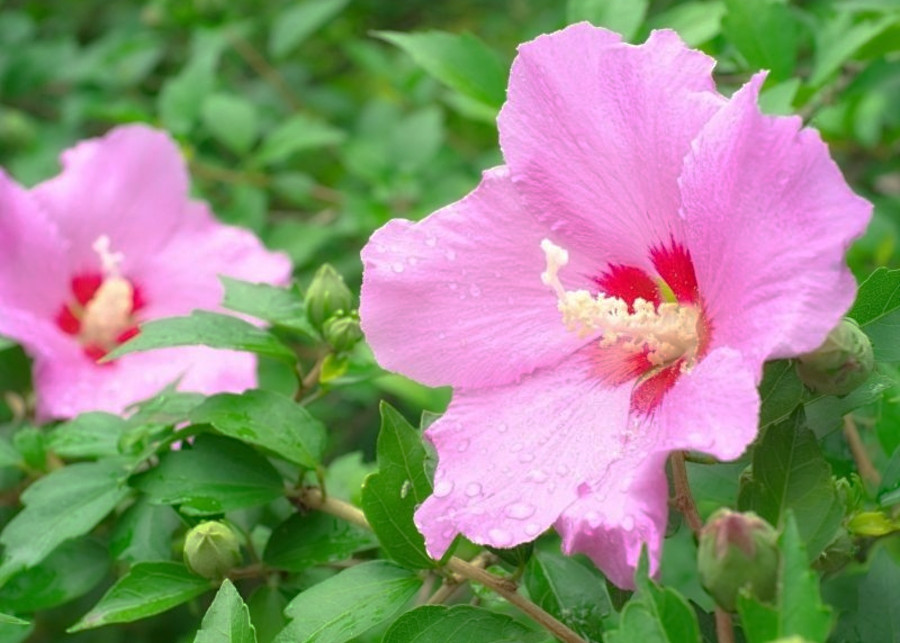 hibiskus ogrodowy fot. psirob - Fotolia.com
