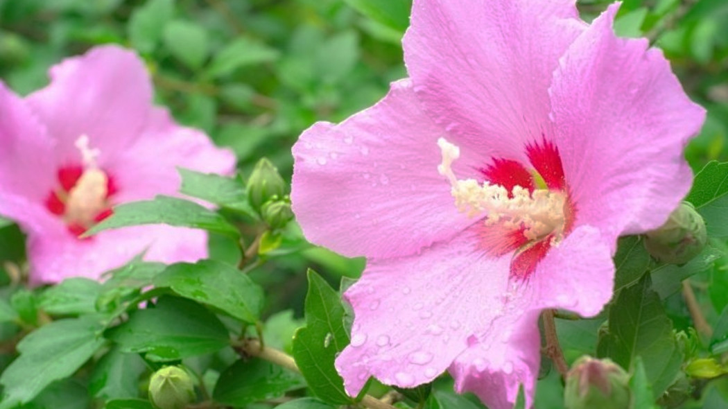 hibiskus ogrodowy fot. psirob - Fotolia.com