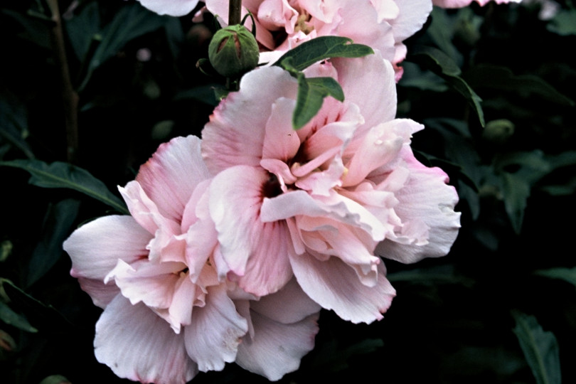 Hibiscus syriacus 'Leopoldii' fot. iverde