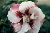 Hibiscus syriacus 'Helene' fot. iverde