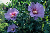 Hibiscus syriacus 'Marina' fot. iverde