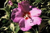 Hibiscus syriacus 'Meehanii' fot. iverde