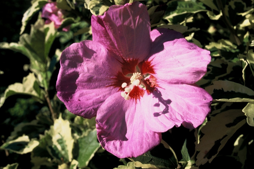 Hibiscus syriacus 'Meehanii' fot. iverde