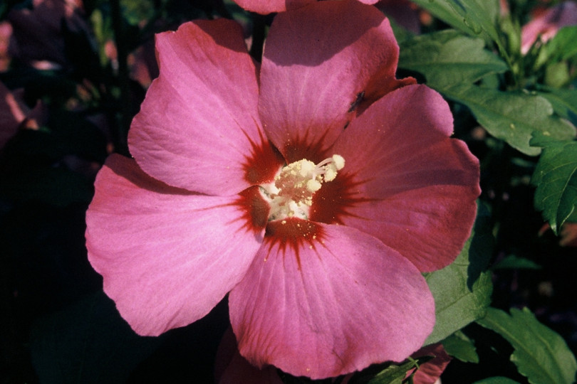 Hibiscus syriacus 'Rubis' fot. iverde