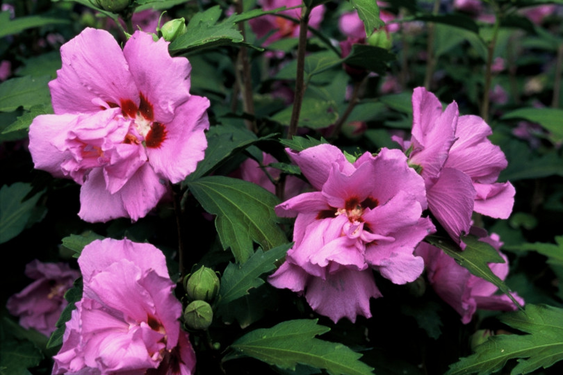 Hibiscus syriacus 'Souvenir de Charles Breton' fot. iverde