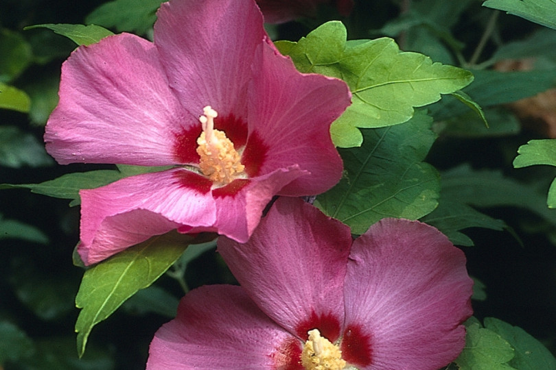 Hibiscus syriacus 'Woodbridge' fot. iverde