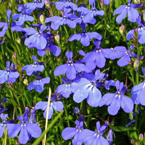 Lobelia przylądkowa